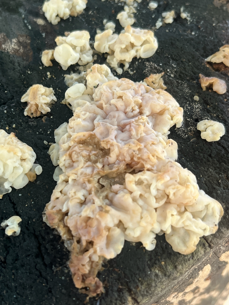 white jelly fungus · August 2026 · photo: Photo: (c) Nick S., some rights reserved (CC BY) · iNaturalist
