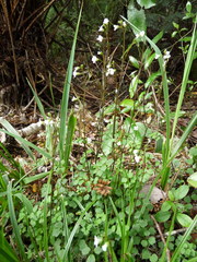 Cardamine dolichostyla