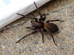 Uliodon albopunctatus