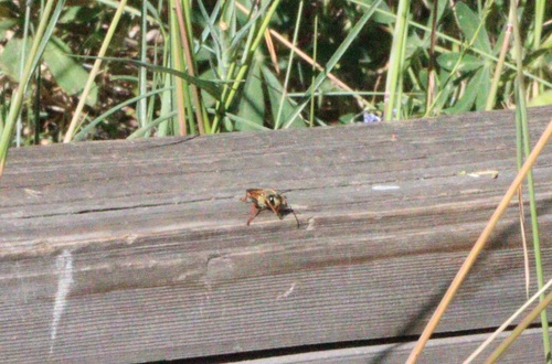 iNaturalist observation photo of Great Golden Digger Wasp