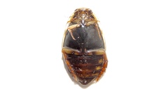 Acilius semisulcatus
