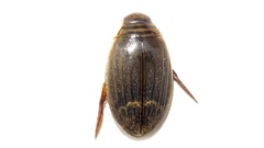 Acilius semisulcatus