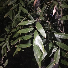 Thouinidium decandrum