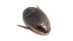 Acilius semisulcatus