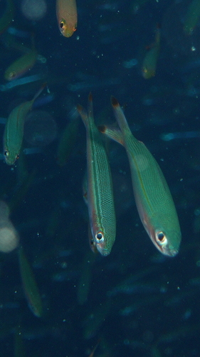 Gymnocaesio gymnoptera observed 2026-07-14