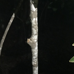 Thouinidium decandrum