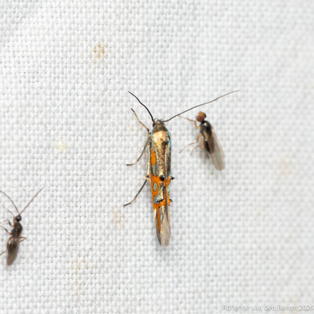 Mompha edithella