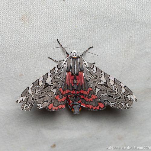 Painted Tiger Moth photo 5