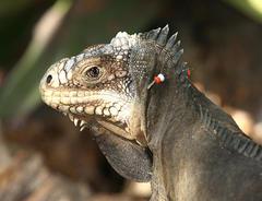Iguana delicatissima