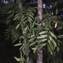 Thouinidium decandrum