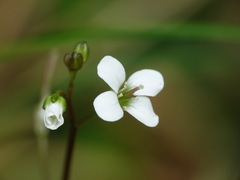 Cardamine dolichostyla