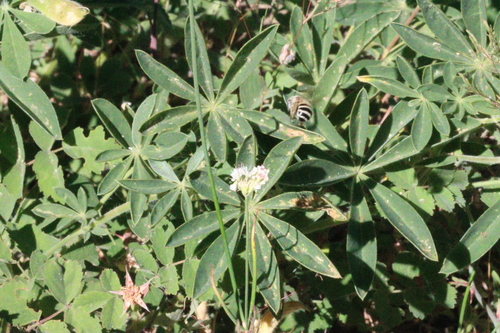 iNaturalist observation photo of Bees