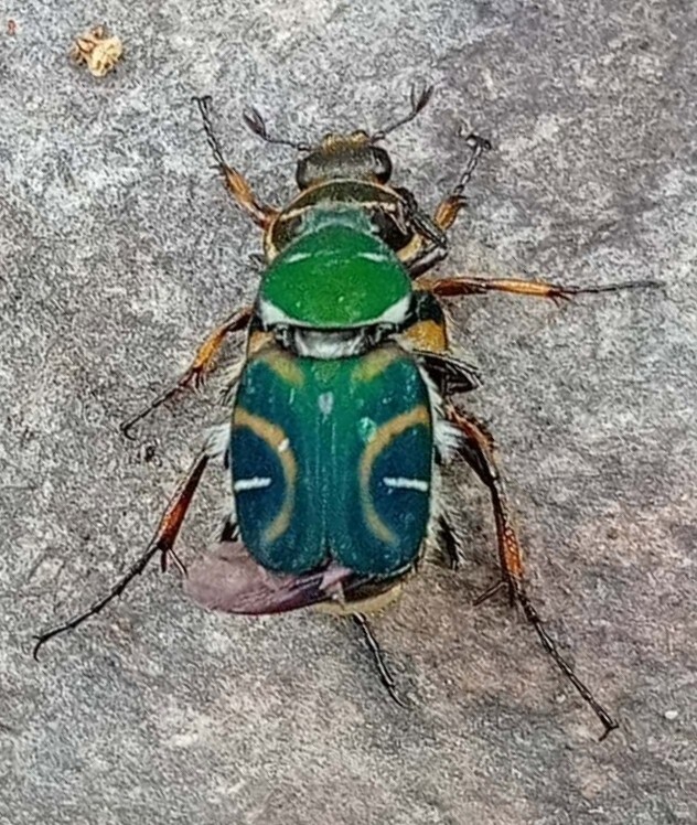 Peltotrichius