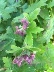 Geranium macrorrhizum