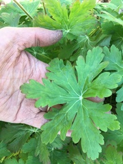 Geranium macrorrhizum