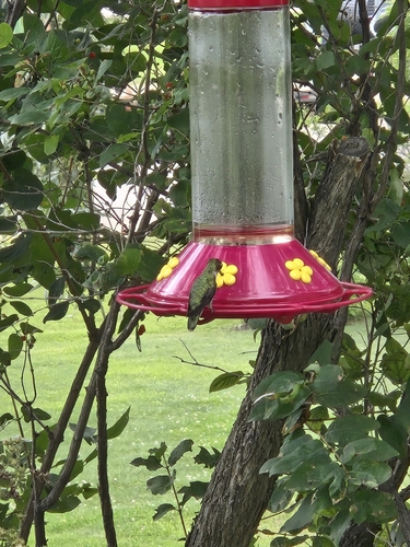 Ruby-throated Hummingbird