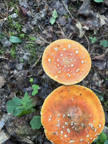 Fly Agaric