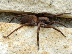 Uliodon albopunctatus