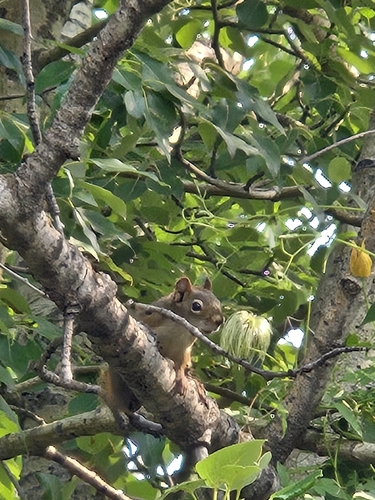 American Red Squirrel