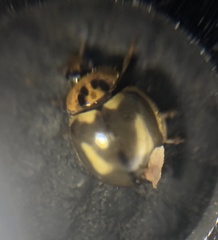 Harmonia antipoda