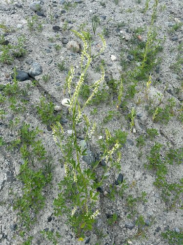 White Sweetclover