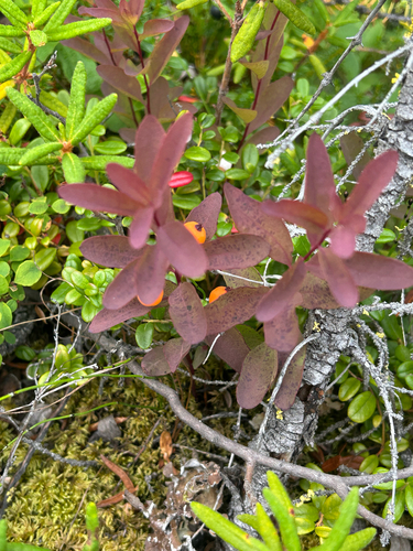 Northern Comandra