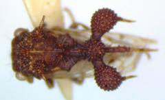 Cyphonia clavigera