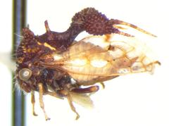 Cyphonia clavigera