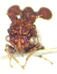 Cyphonia clavigera