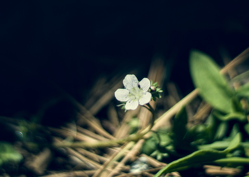 Phacelia platycarpa, photograph 1