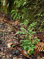 Cardamine dolichostyla