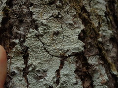 Pertusaria subambigens