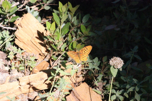 iNaturalist observation photo of Greater Fritillaries