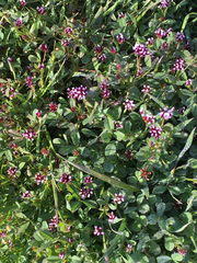 Trifolium gracilentum