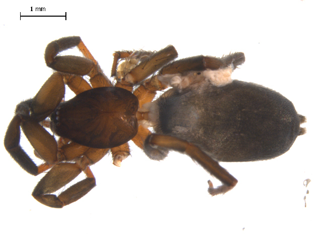 Drassyllus insularis