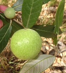 Amphibolips trizonata
