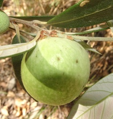 Amphibolips trizonata