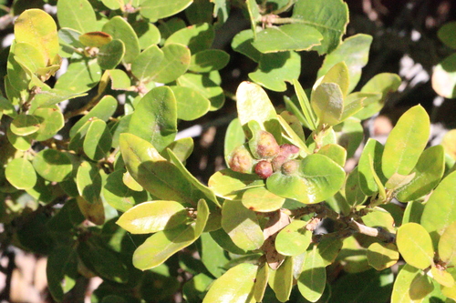 iNaturalist observation photo of Heteroecus flavens