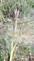 Serapias parviflora