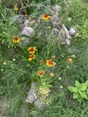 Helenium elegans