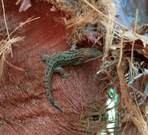 Atlantic Forest Naked-toed Gecko