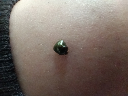 Kudzu Bug
