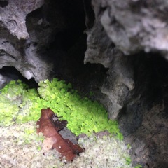 Cyathodium cavernarum