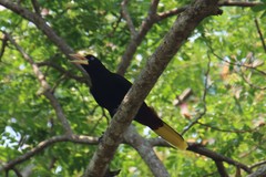 Psarocolius decumanus