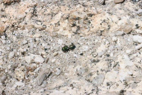 iNaturalist observation photo of Bees
