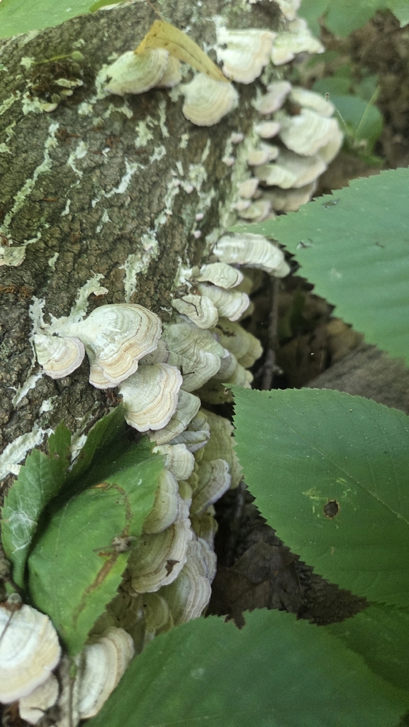 violet-toothed polypore · August 2026 · photo: Photo: (c) Carter Ertel, some rights reserved (CC BY) · iNaturalist