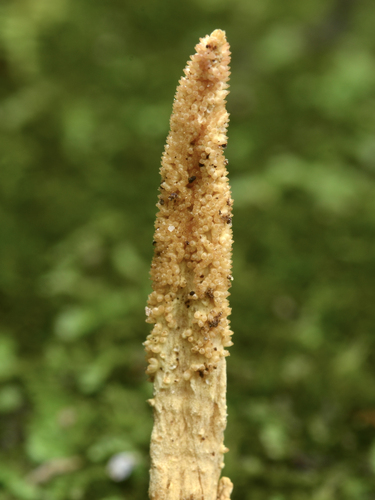 Perennicordyceps