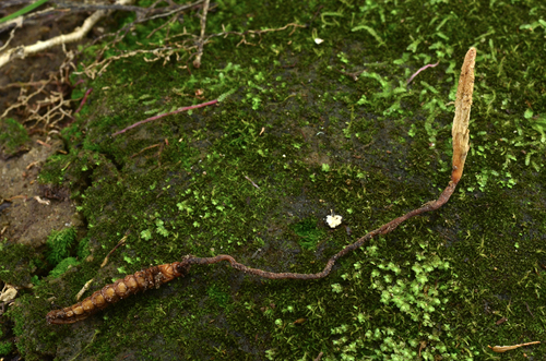 Perennicordyceps