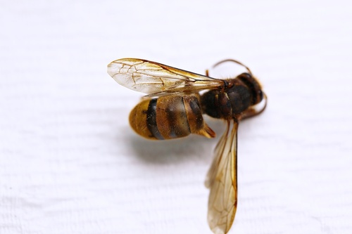 Korean Yellowjacket