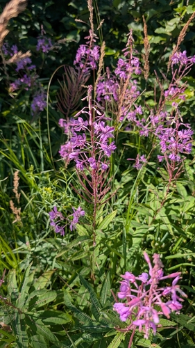 fireweed